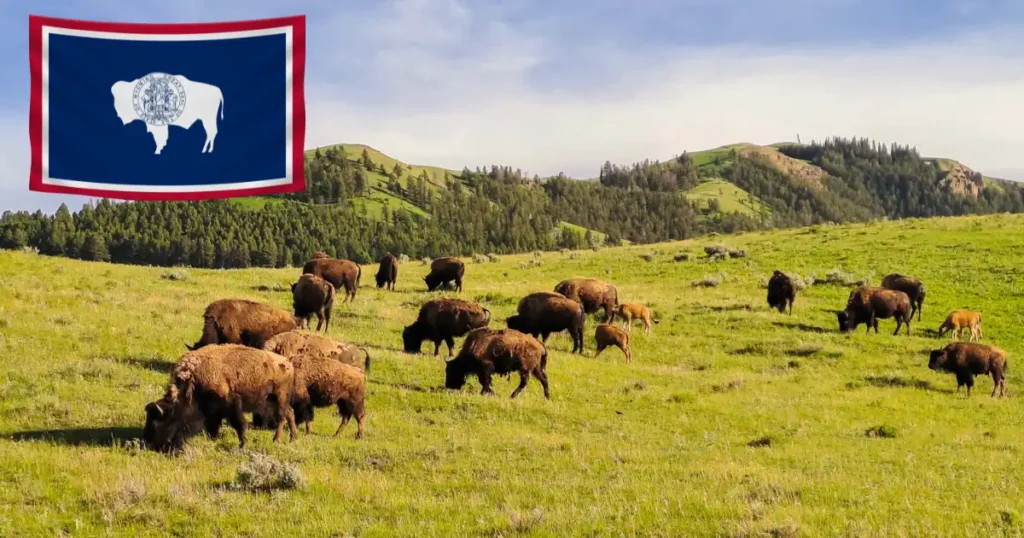 Bison in Wyoming with Wyoming Flag. Wyoming is #1 state for LLC formation