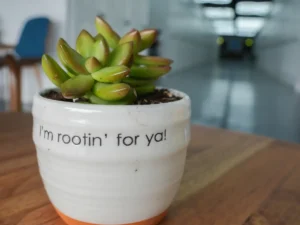 Succulent plant in white ceramic pot reading I'm rootin for ya on a wooden table at MicroOffice Solutions Casper Wyoming